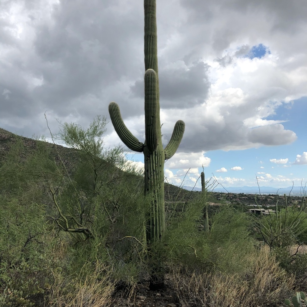 Meet your Posher, Dedrick